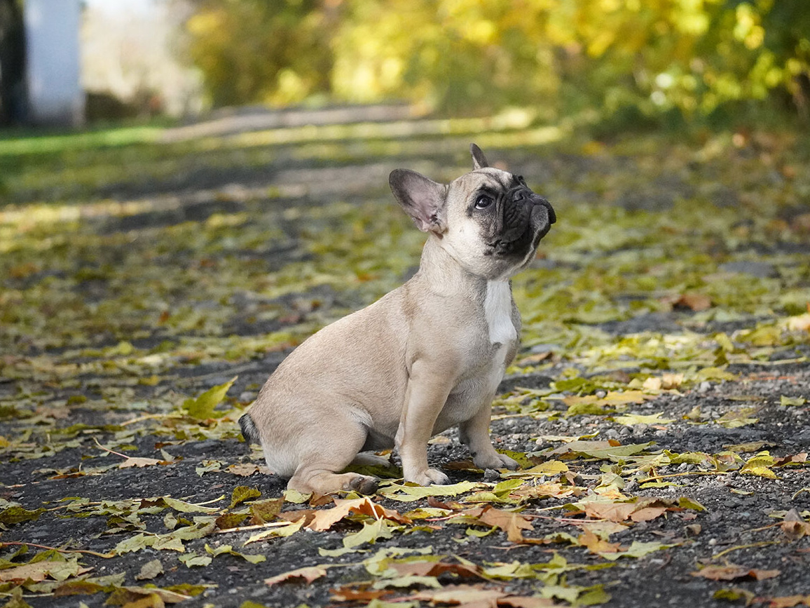 Gwen Lee Flash Frenchies 